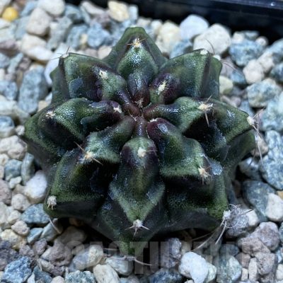 SH24374 Gymnocalycium mihanovichii ‘Day Dream’