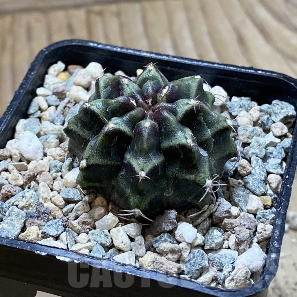SH24374 Gymnocalycium mihanovichii ‘Day Dream’ - Image 2