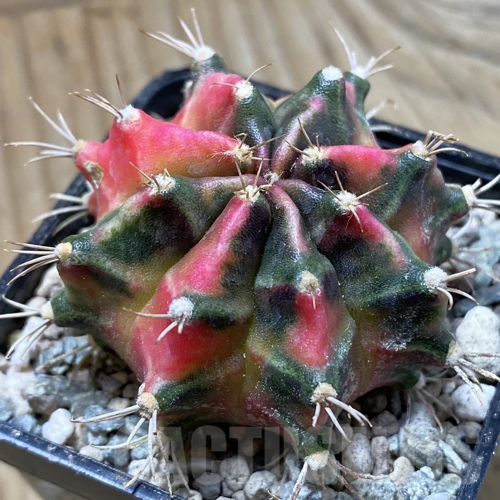 SH24380 Gymnocalycium mihanovichii ‘Little Rabbit’