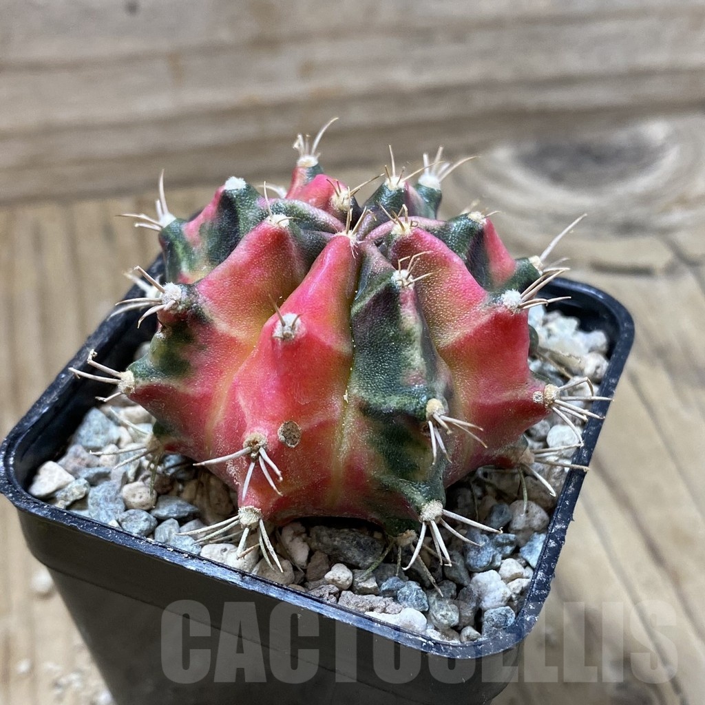 SH24380 Gymnocalycium mihanovichii ‘Little Rabbit’ - Image 2