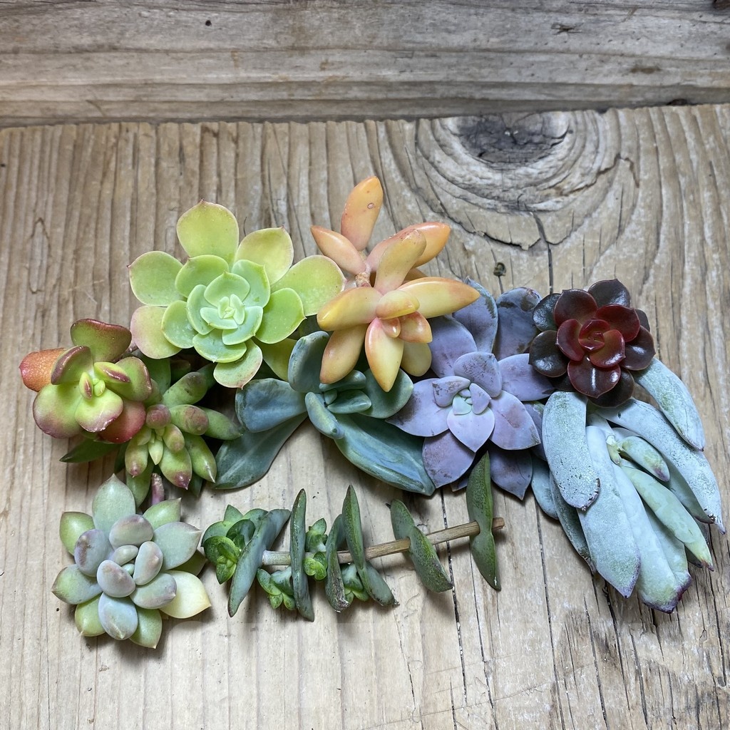 SH24384 Succulents mix, cuted - Image 2