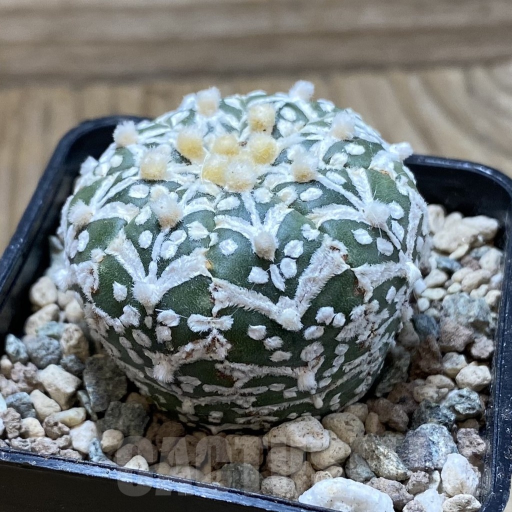 SH24323 Astrophytum asterias ‘Super Kabuto’ V-type - Image 2