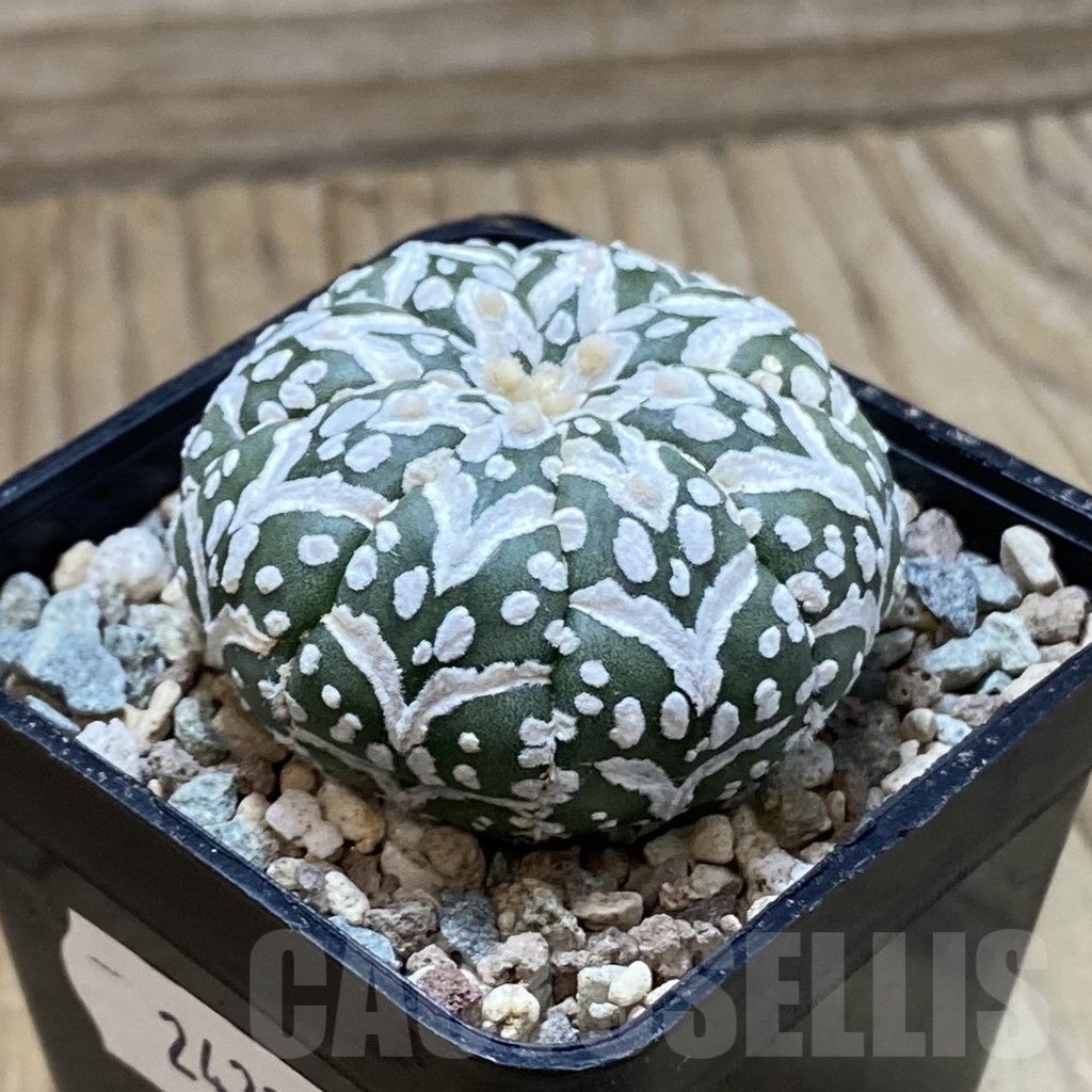 SH24326 Astrophytum asterias ‘Super Kabuto’ V-type - Image 2