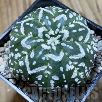 SH24331 Astrophytum asterias ‘Super Kabuto’ V-type f. nudum