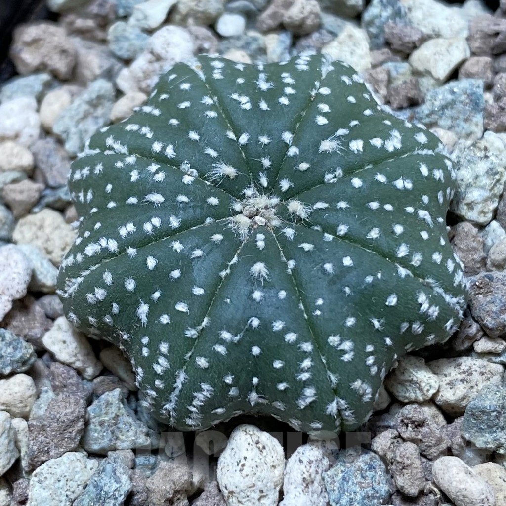 SH24334 Astrophytum asterias ‘Star Shape’