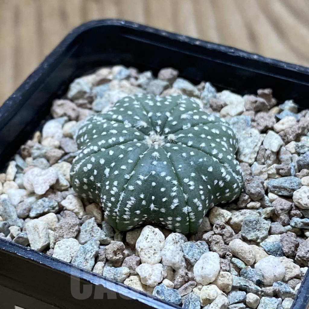 SH24334 Astrophytum asterias ‘Star Shape’ - Image 2