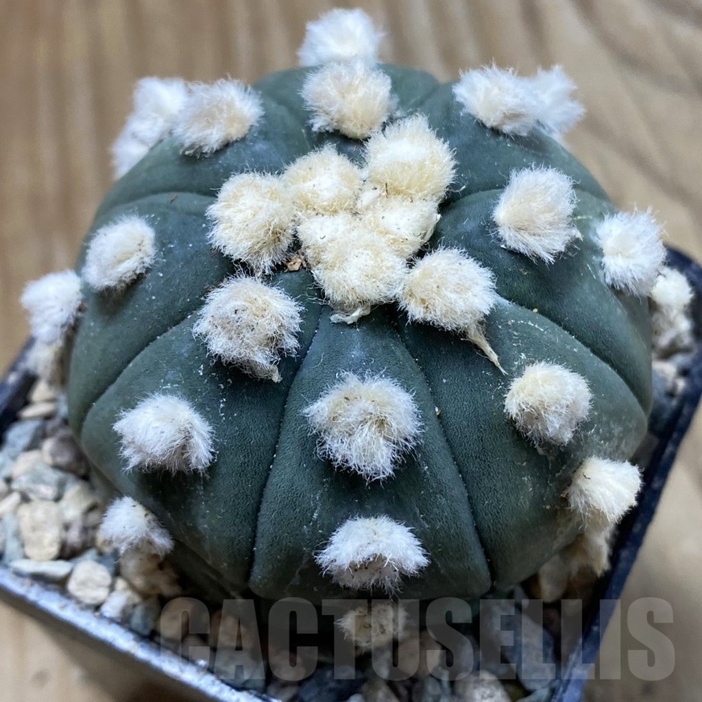 SH24335 Astrophytum asterias ‘Ooibo’