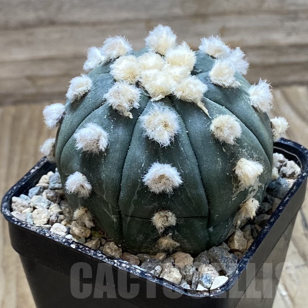 SH24335 Astrophytum asterias ‘Ooibo’ - Image 2