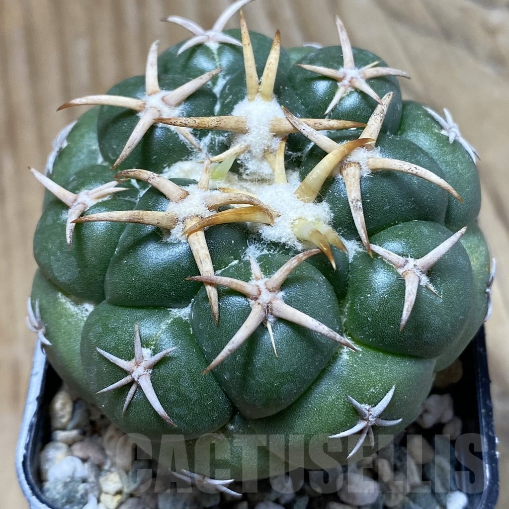 SH24341 Coryphantha elephantidens 'Tanshi Mini Heart'