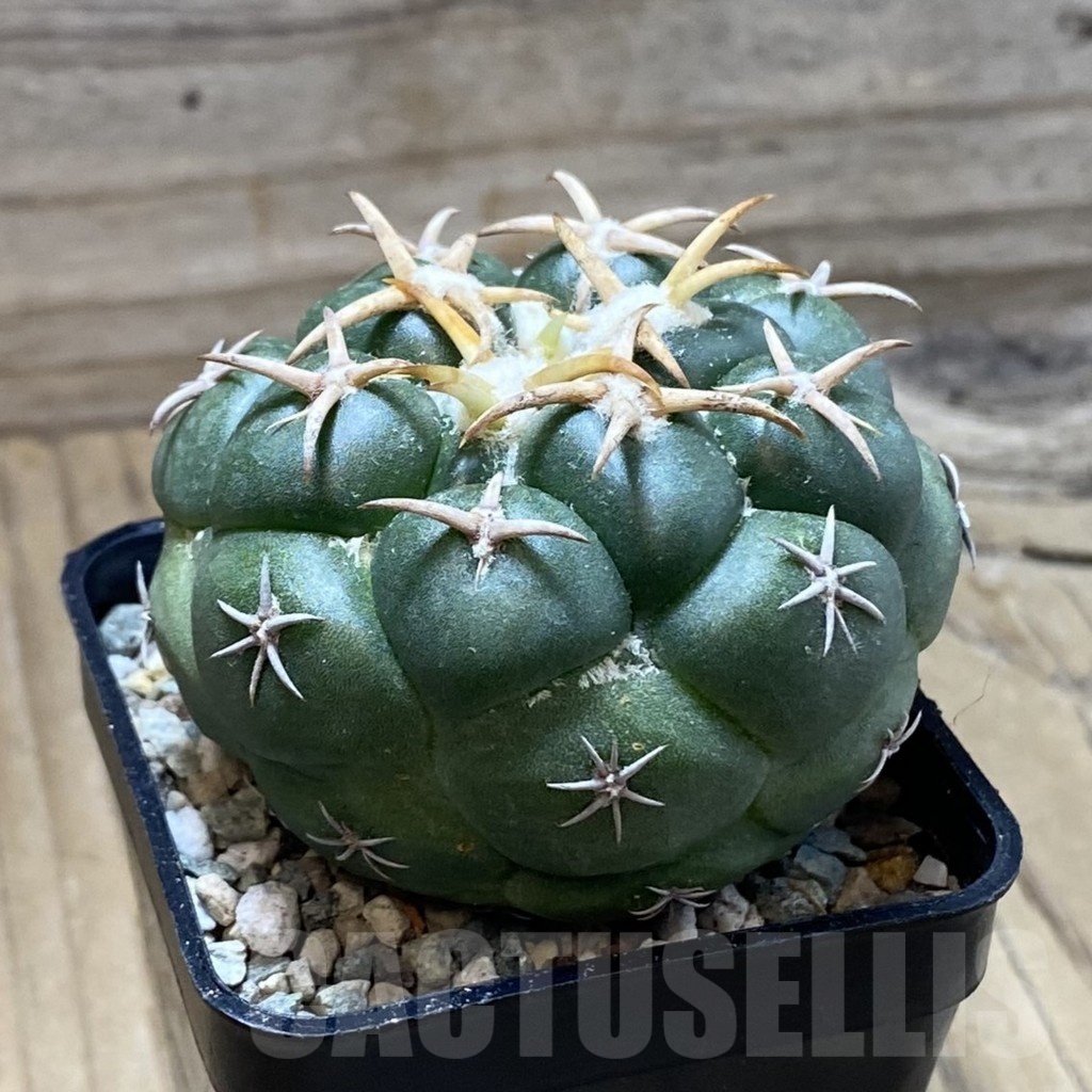 SH24341 Coryphantha elephantidens 'Tanshi Mini Heart' - Image 2
