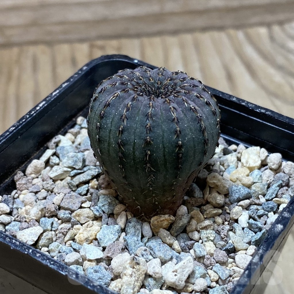 SH24342 Frailea asterioides - Image 2