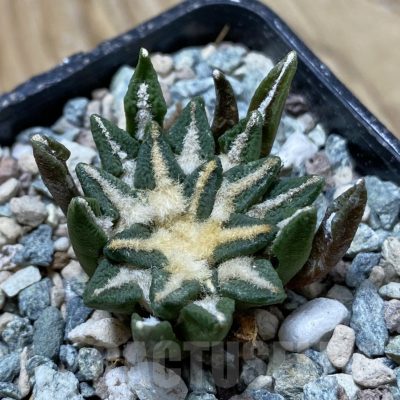 SH24344 Ariocarpus kotschoubeyanus hybrid, own roots