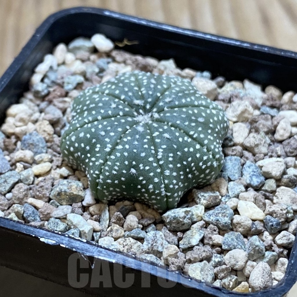 SH24418 Astrophytum asterias ‘Star Shape’ - Image 2