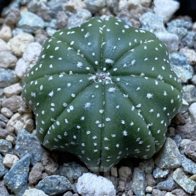 SH24419 Astrophytum asterias ‘Star Shape’