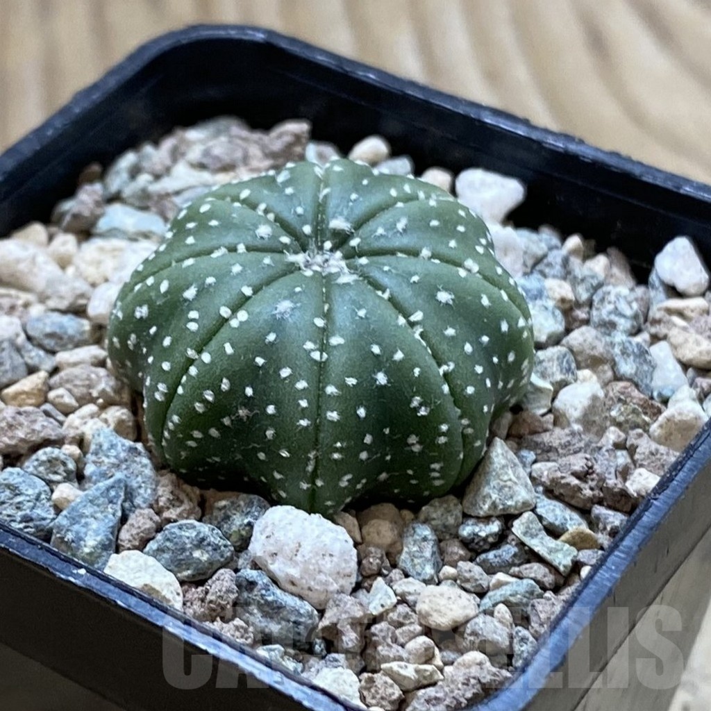 SH24419 Astrophytum asterias ‘Star Shape’ - Image 2