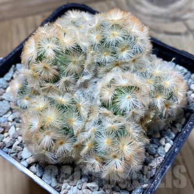 SH24389 Mammillaria carmenae ‘Buddha’ hybrid