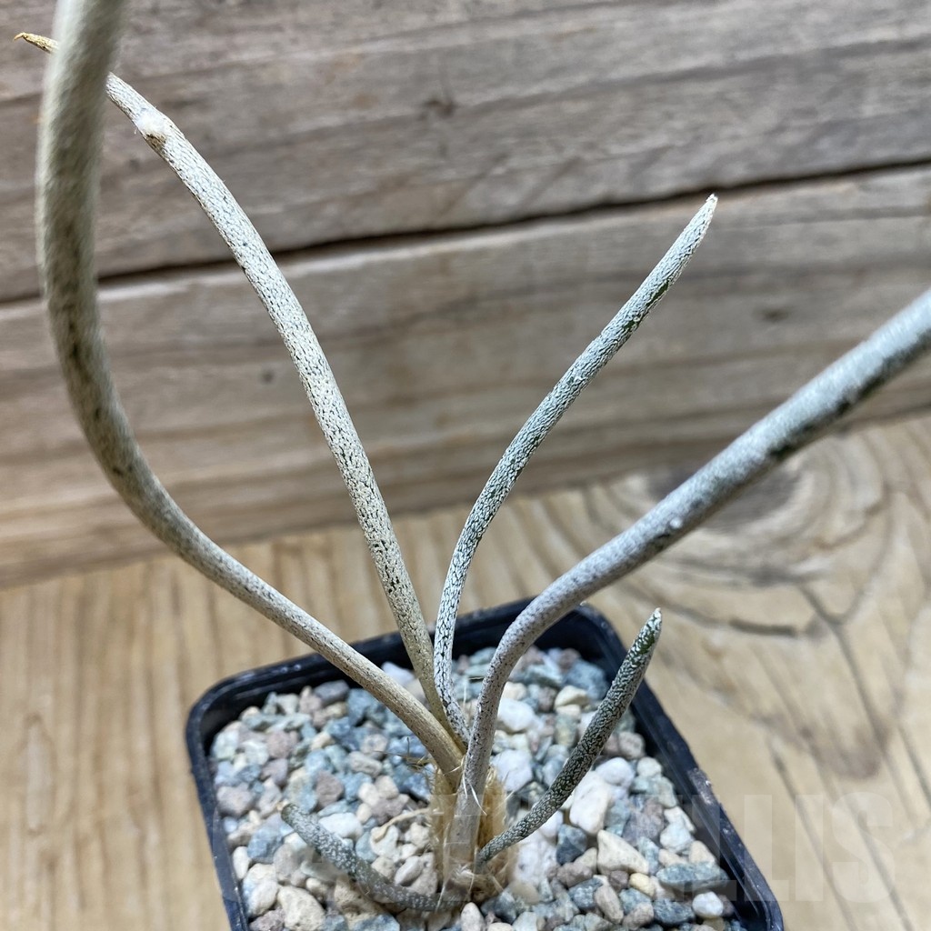 SH24423 Astrophytum caput-medusae