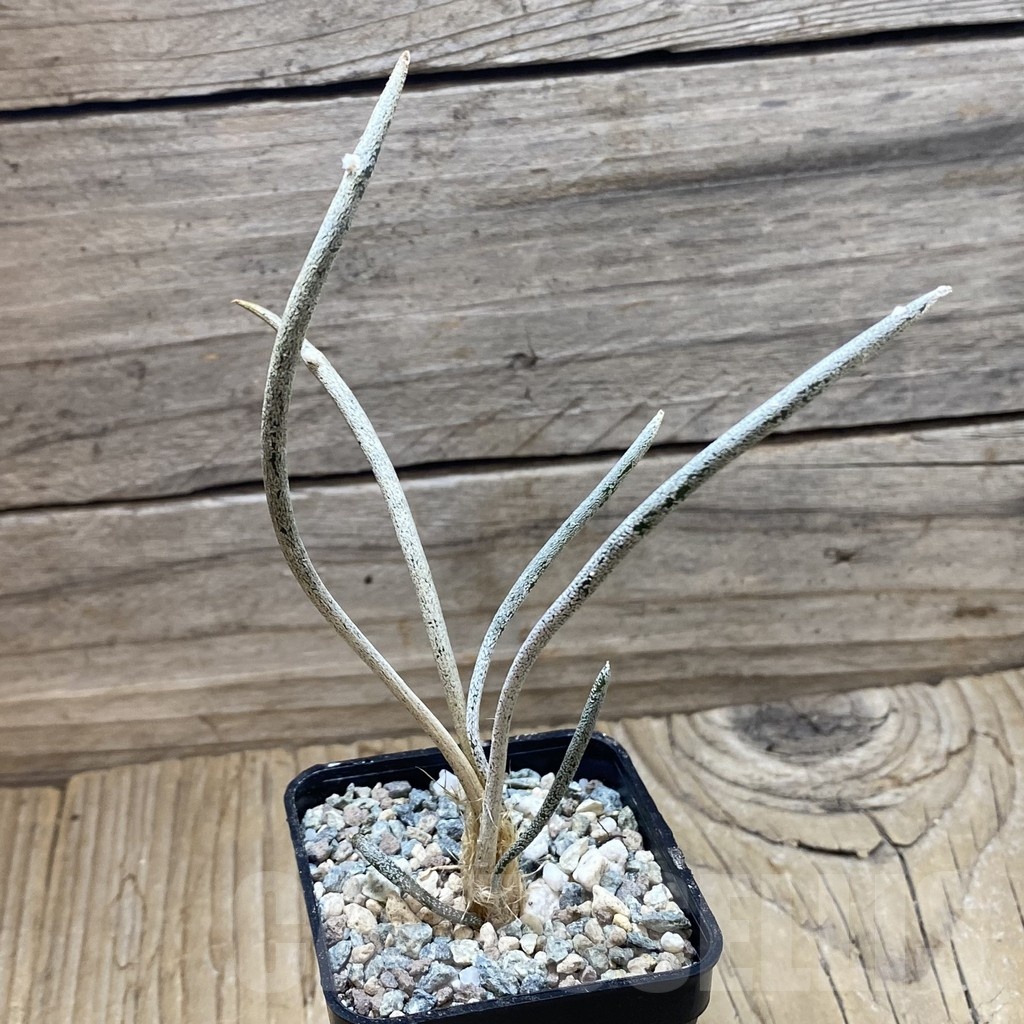 SH24423 Astrophytum caput-medusae - Image 2