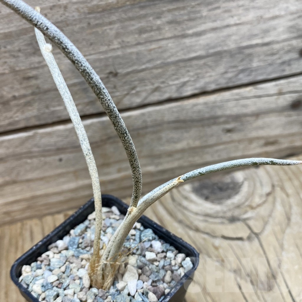 SH24424 Astrophytum caput-medusae