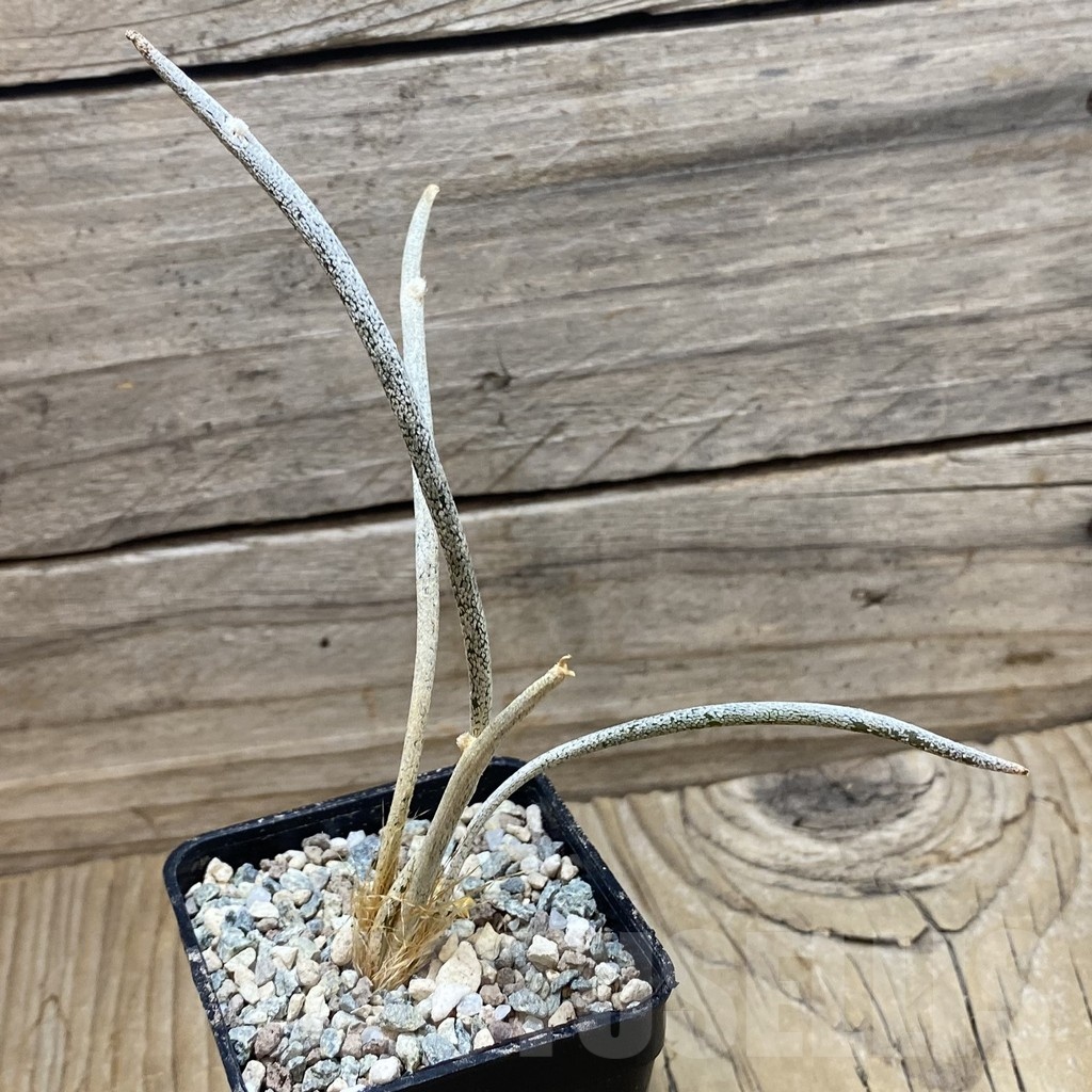 SH24424 Astrophytum caput-medusae - Image 2