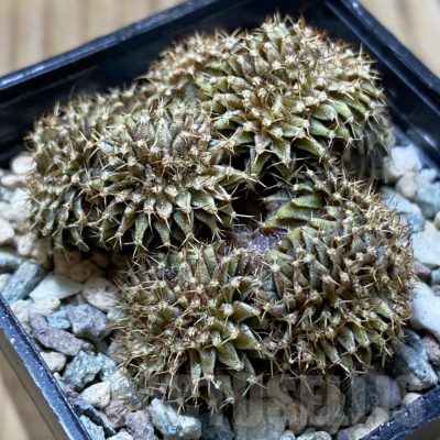 SH24426 Gymnocalycium mihanovichii f. cristata