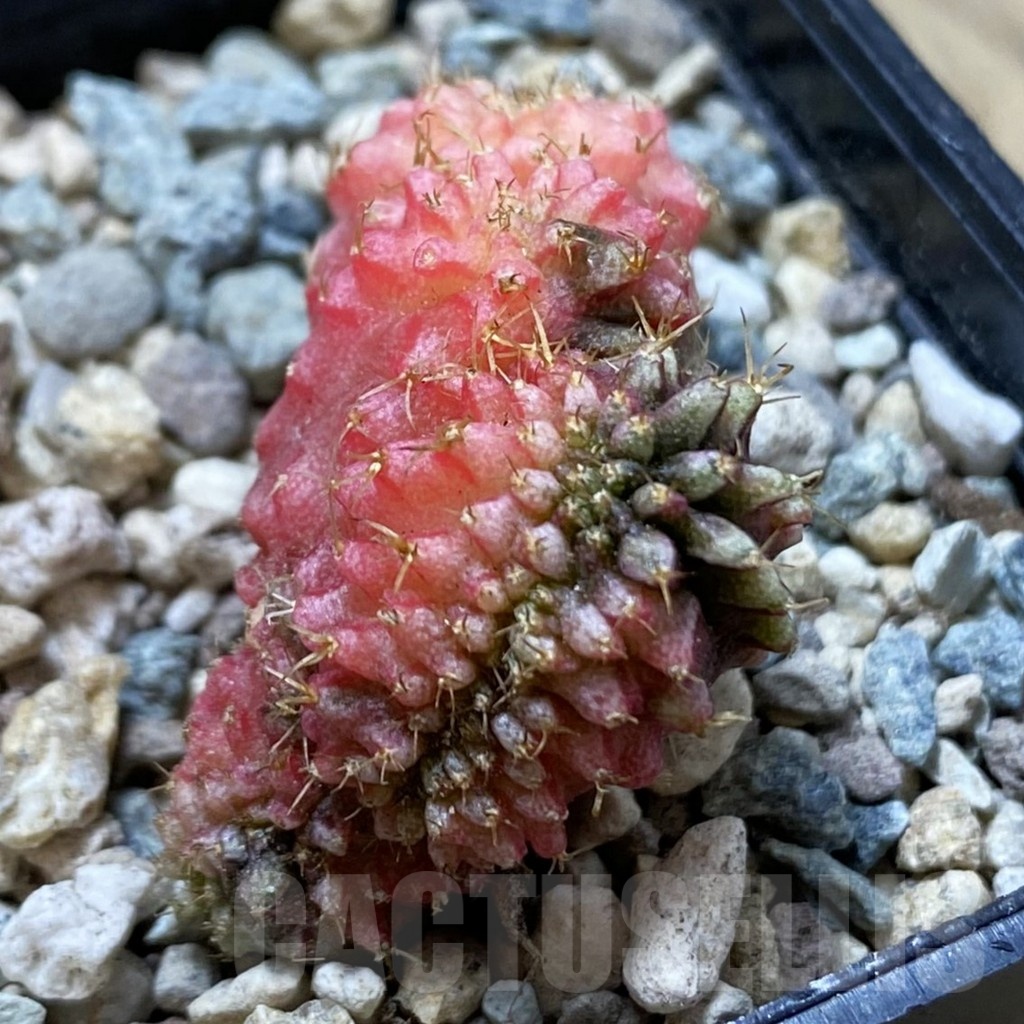 SH24428 Gymnocalycium mihanovichii variegata f. cristata - Image 2
