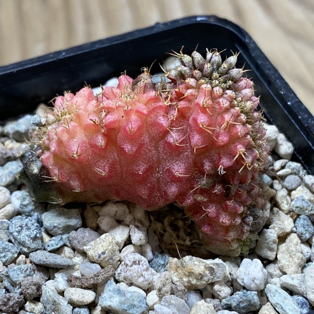 SH24428 Gymnocalycium mihanovichii variegata f. cristata - Image 3