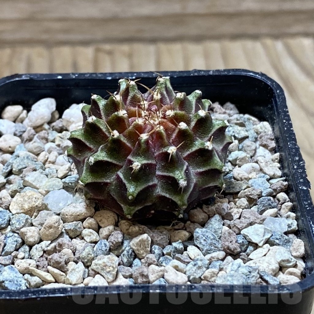 SH24439 Gymnocalycium mihanovichii ‘Neon’ hybrid - Image 2
