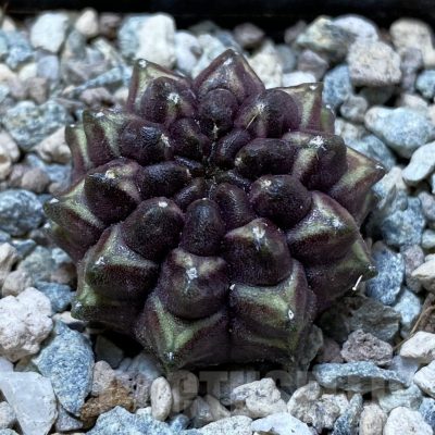 SH24441 Gymnocalycium mihanovichii ‘Day Dream’