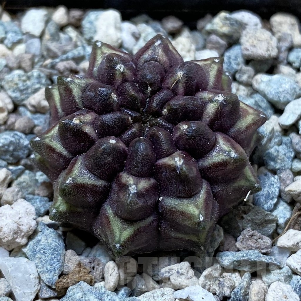 SH24441 Gymnocalycium mihanovichii ‘Day Dream’