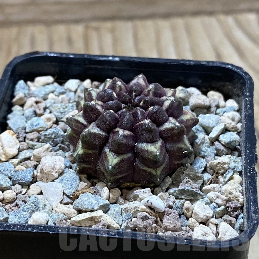 SH24441 Gymnocalycium mihanovichii ‘Day Dream’ - Image 2