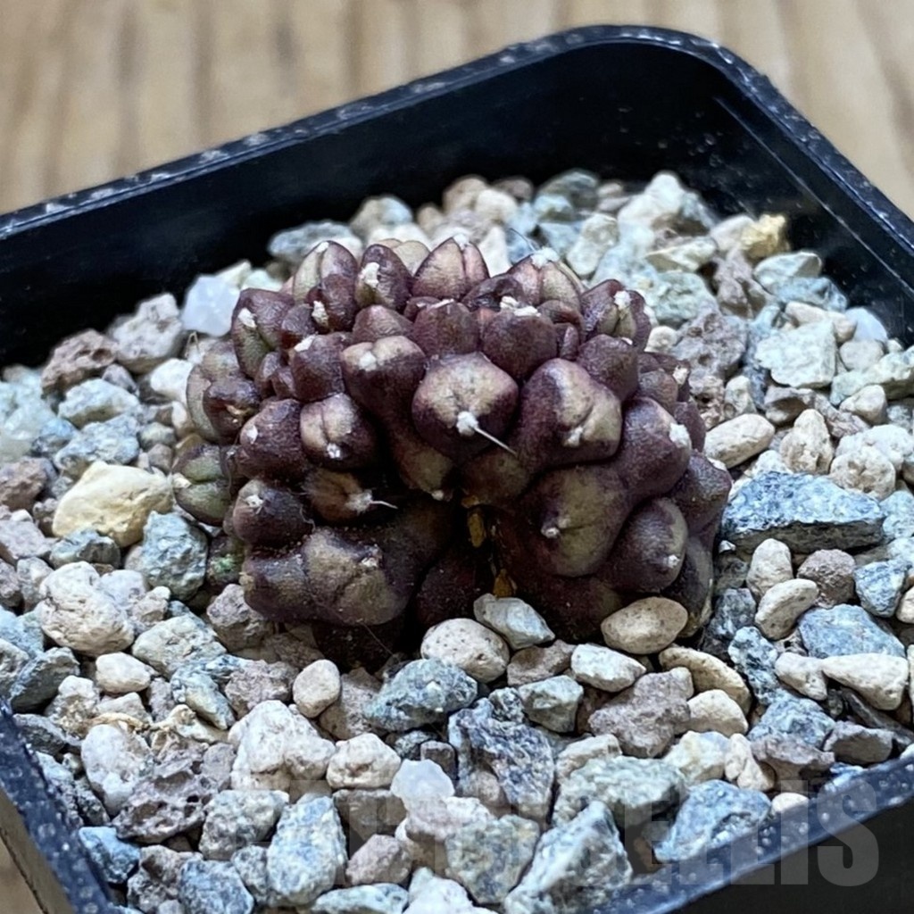 SH24442 Gymnocalycium mihanovichii ‘Day Dream’ f. cristata - Image 2