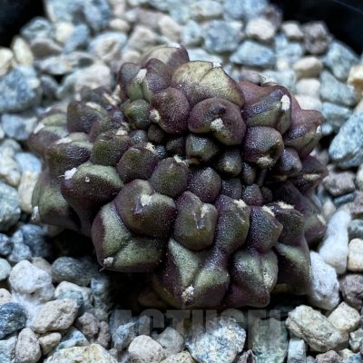 SH24443 Gymnocalycium mihanovichii ‘Day Dream’ f. cristata