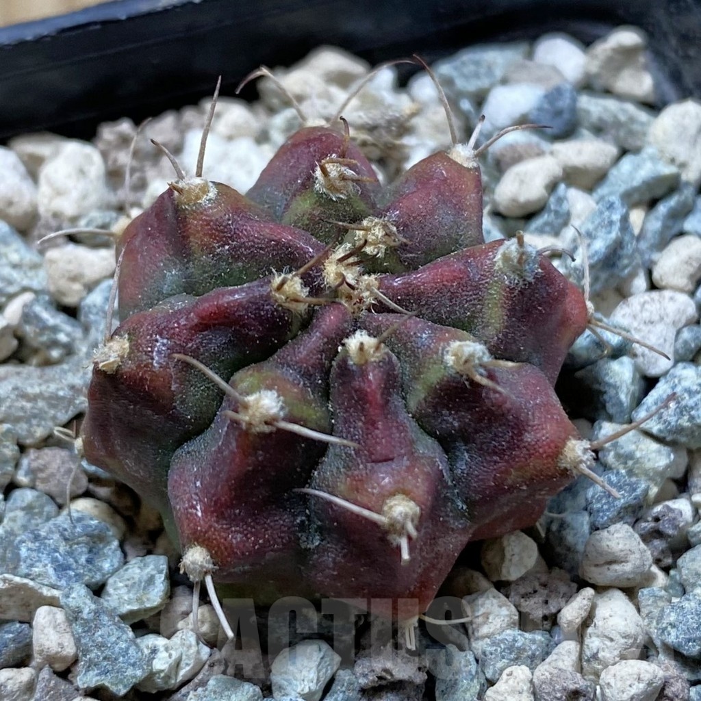 SH24444 Gymnocalycium mihanovichii 'Dead Pool'