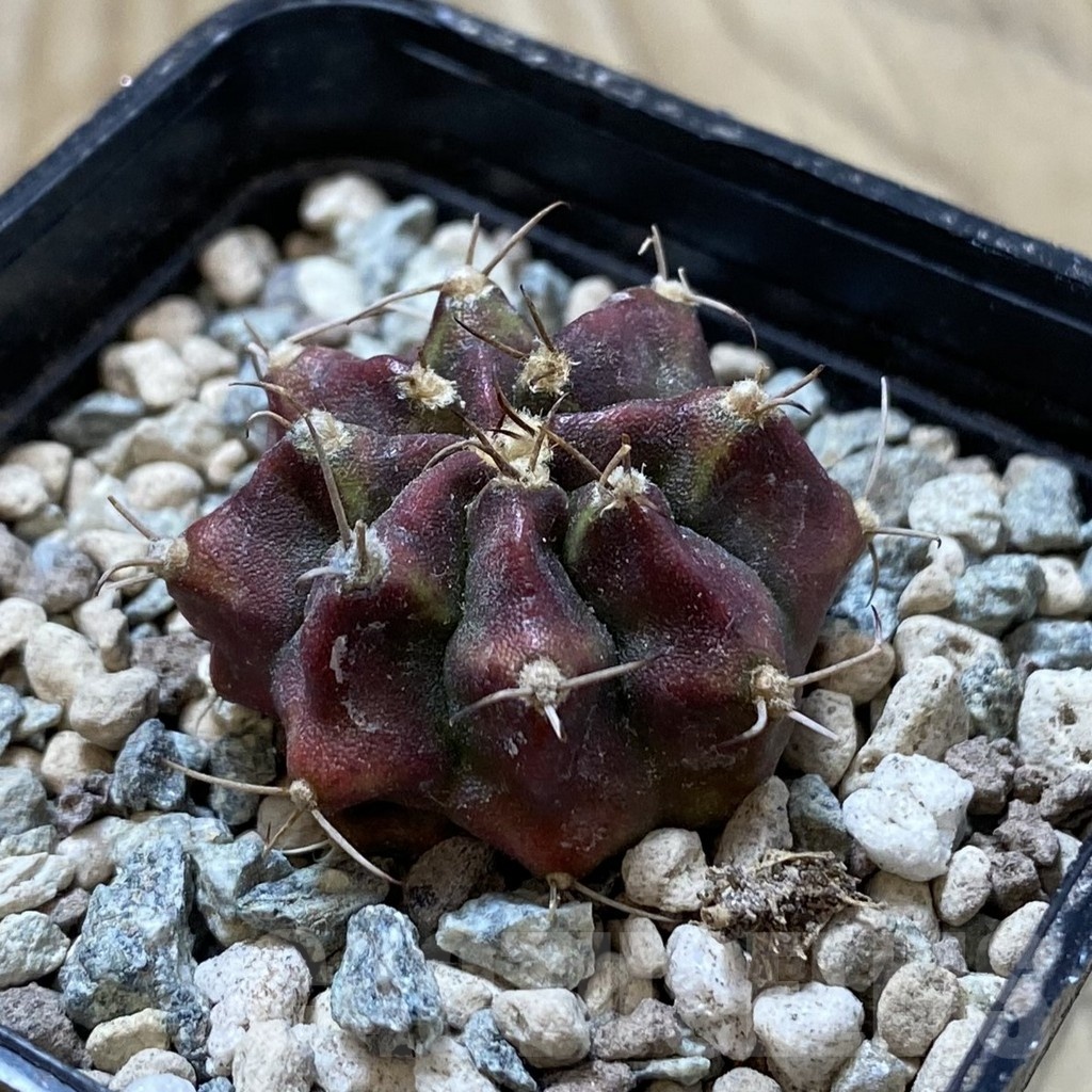 SH24444 Gymnocalycium mihanovichii 'Dead Pool' - Image 2