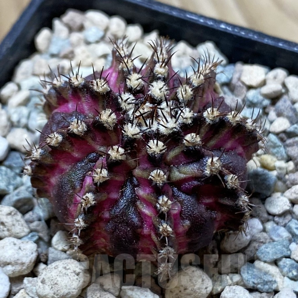 SH24447 Gymnocalycium mihanovichii ‘T-Lux’