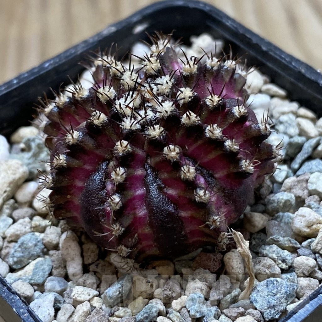 SH24447 Gymnocalycium mihanovichii ‘T-Lux’ - Image 2