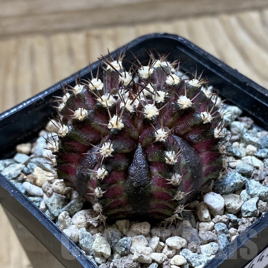 SH24449 Gymnocalycium mihanovichii ‘T-Lux’ - Image 2
