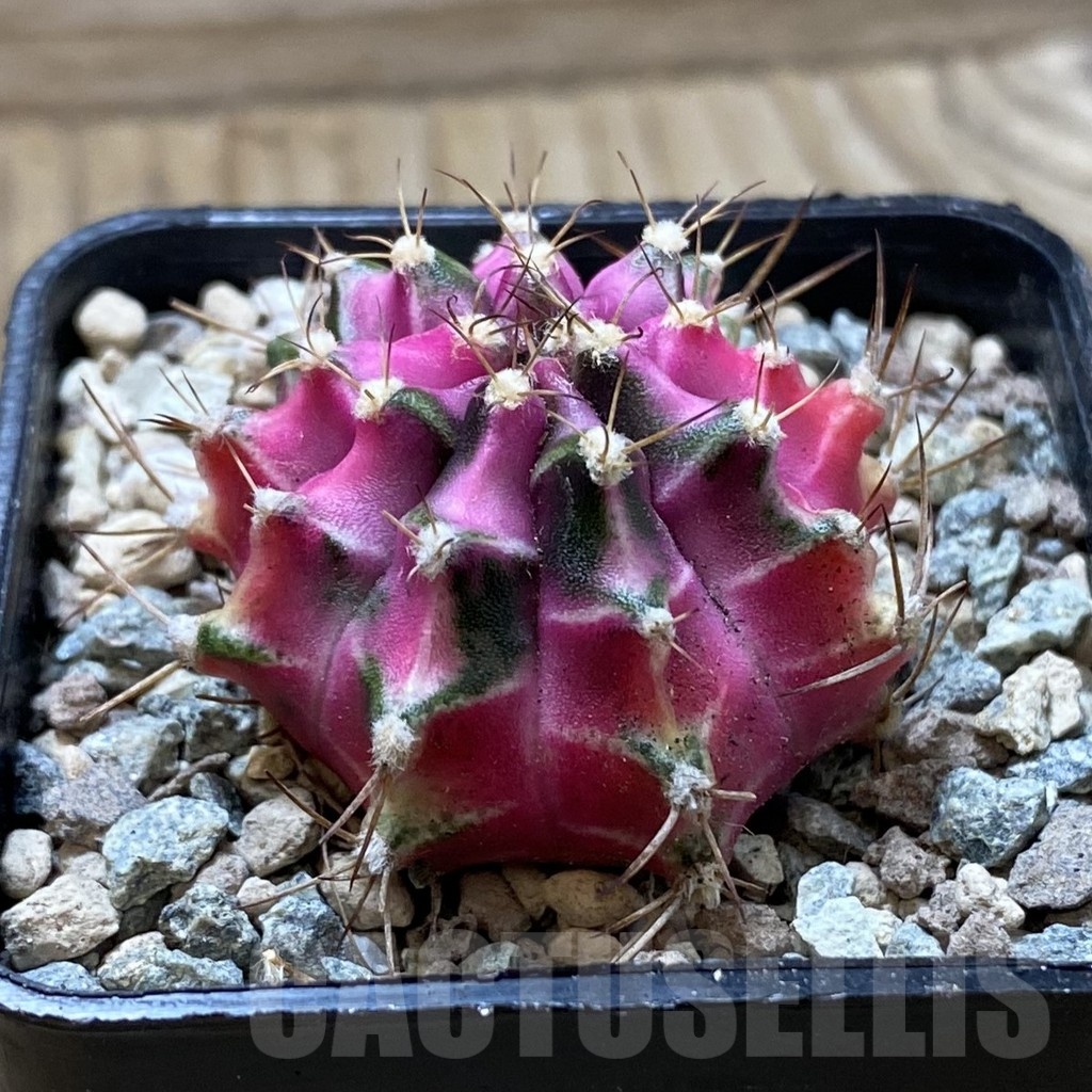 SH24451 Gymnocalycium mihanovichii ‘Pink Diamond’ - Image 2
