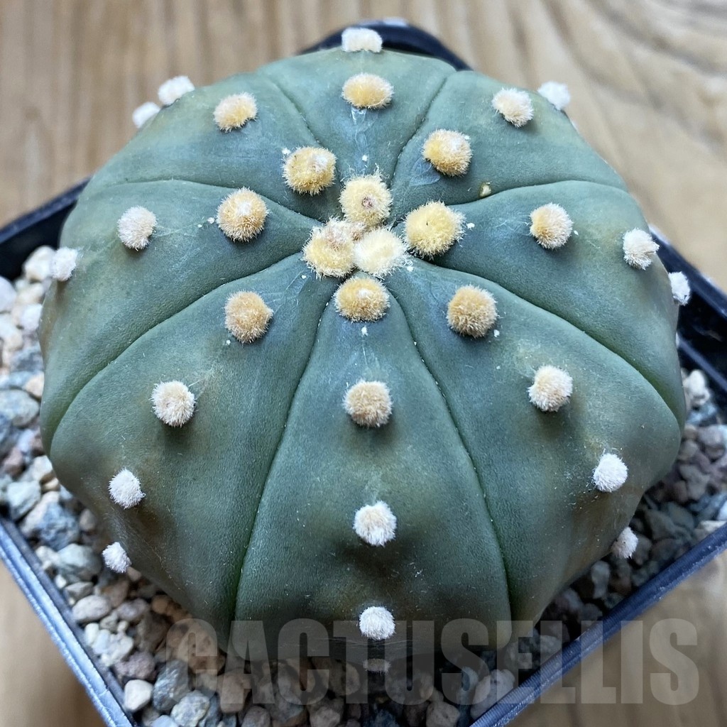 SH24386 Astrophytum asterias ‘Shinshowa Red’