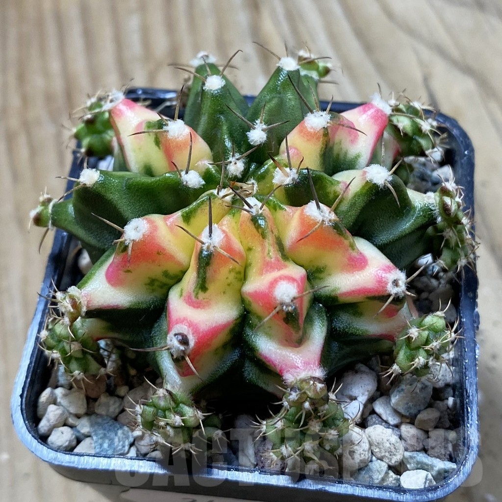 SH24452 Gymnocalycium mihanovichii ‘Multicolor’