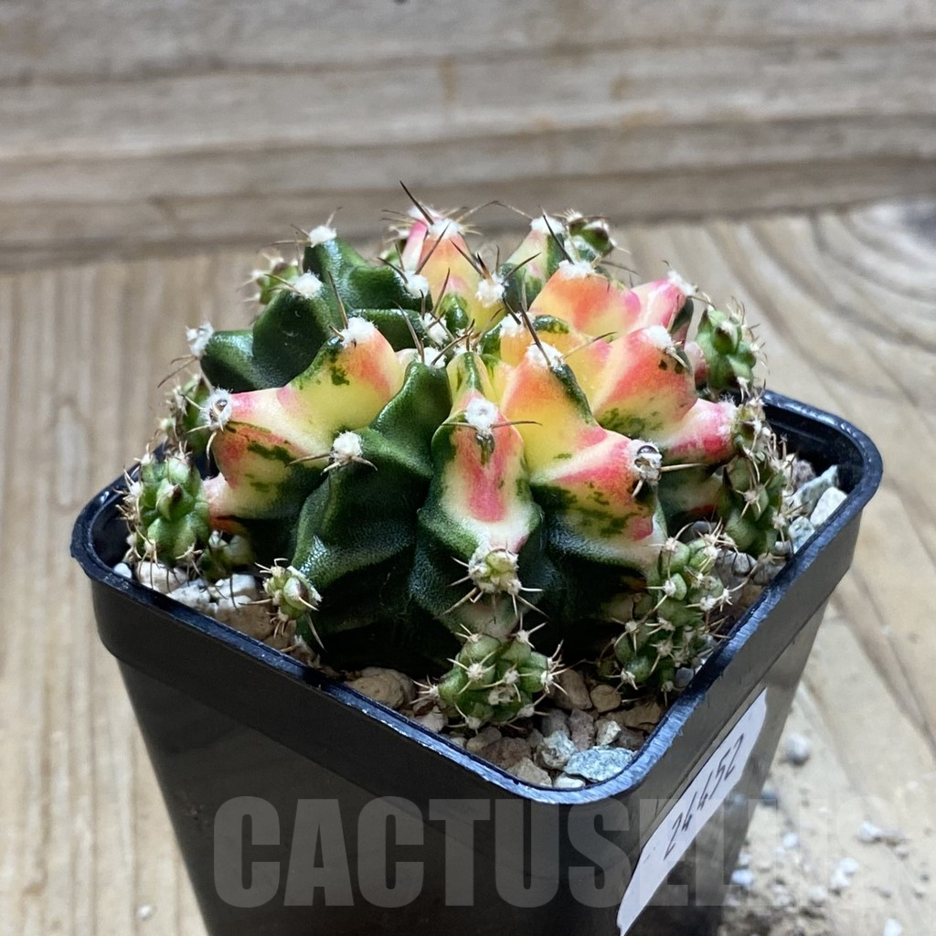 SH24452 Gymnocalycium mihanovichii ‘Multicolor’ - Image 2