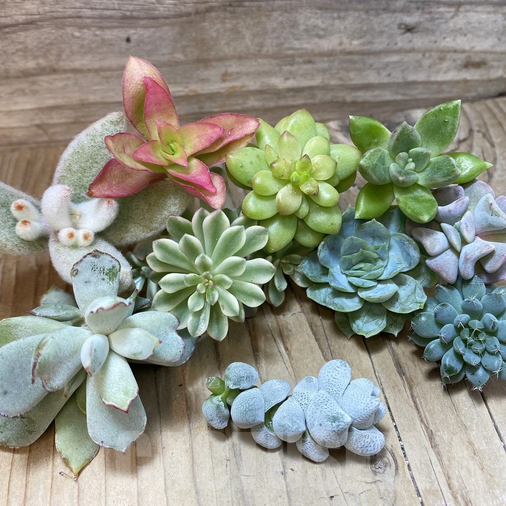 SH24489 Succulents mix, cuted