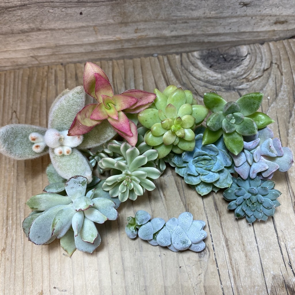 SH24489 Succulents mix, cuted - Image 2