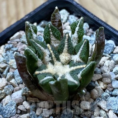 SH24394 Ariocarpus kotschoubeyanus hybrid, own roots