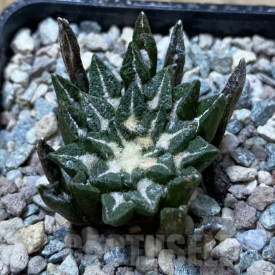 SH24395 Ariocarpus kotschoubeyanus hybrid, own roots