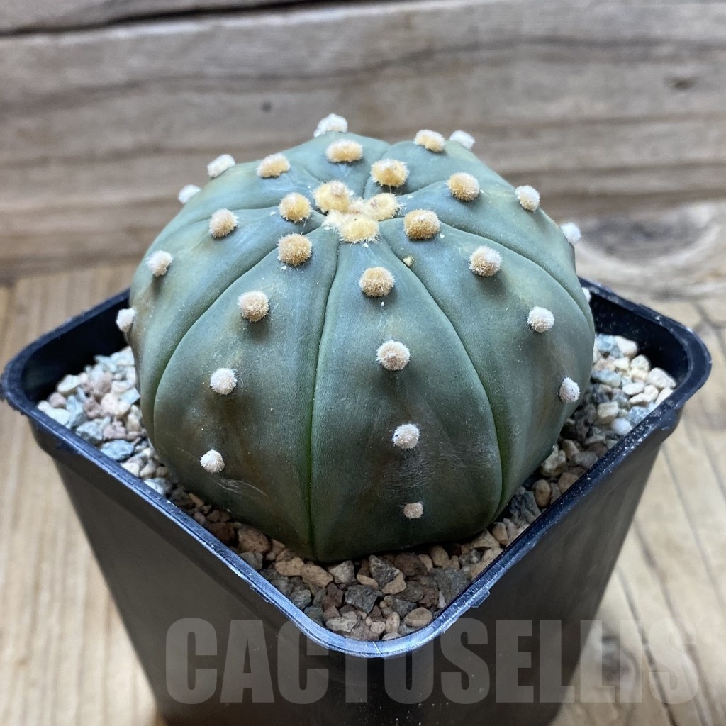 SH24386 Astrophytum asterias ‘Shinshowa Red’ - Image 2
