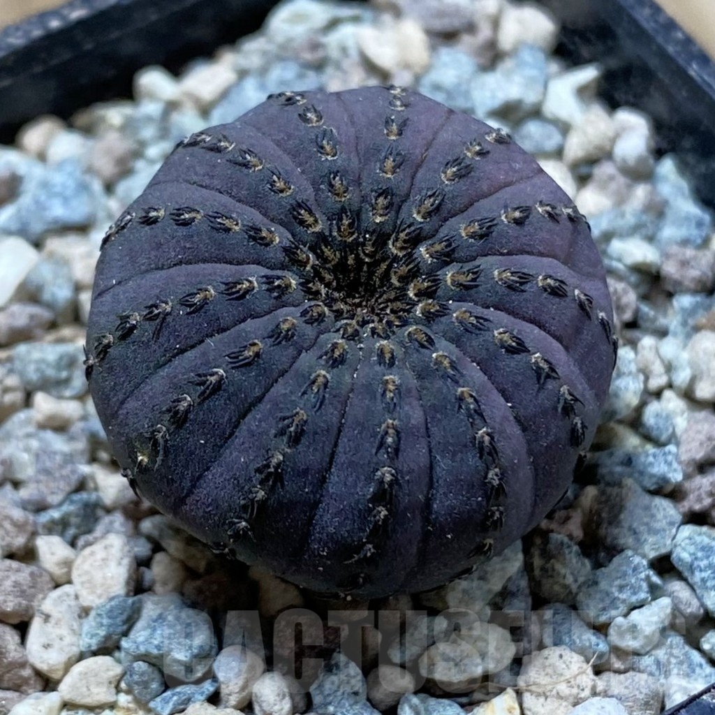 SH24400 Frailea asterioides