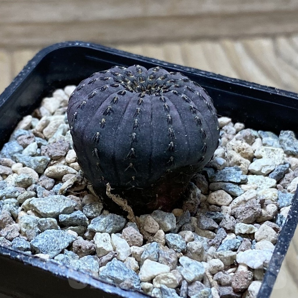 SH24400 Frailea asterioides - Image 2