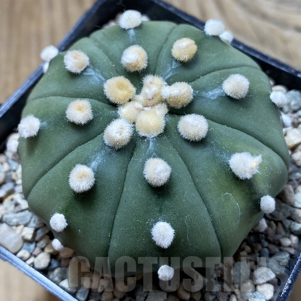 SH24387 Astrophytum asterias ‘Pink’
